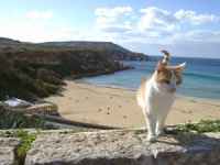 Gatto in vacanza al mare