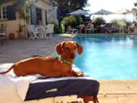 Cane in viaggio in hotel